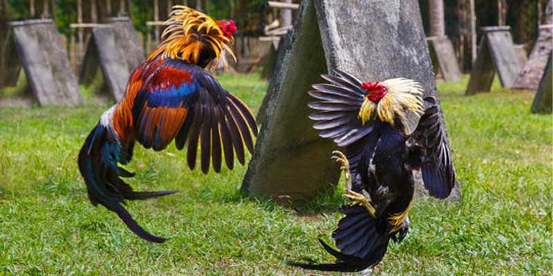 Common Types of Cockfighting