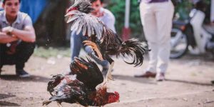 Asian Cockfighting Register App - Simple Registration Guide