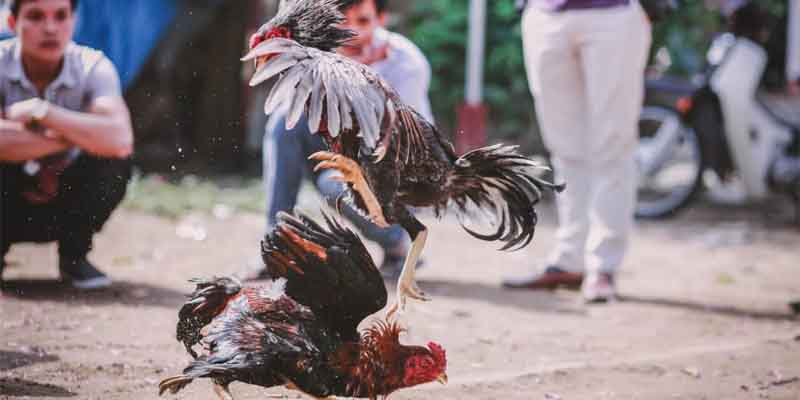 Asian Cockfighting Register App - Simple Registration Guide