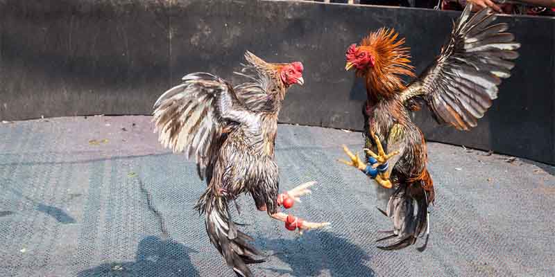 Outstanding Features of the Asian Cockfighting App