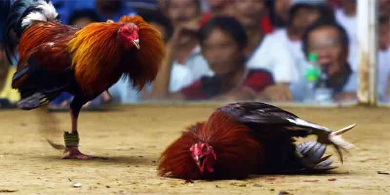 Benefits of Using the Asian Cockfighting Register App