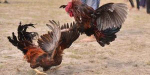 Cockfighting Blades - The Crucial Weapon of Fighting Roosters