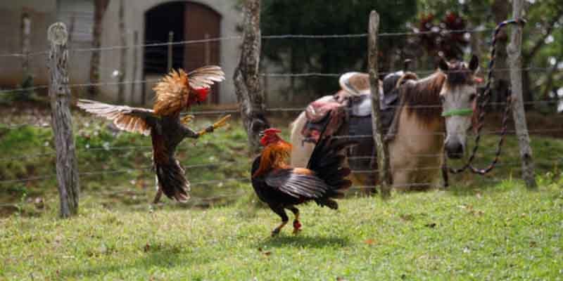 What Does Cockfighting Blades Mean?