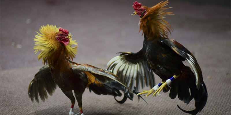 Introducing the Excitement of Cockfighting Derby