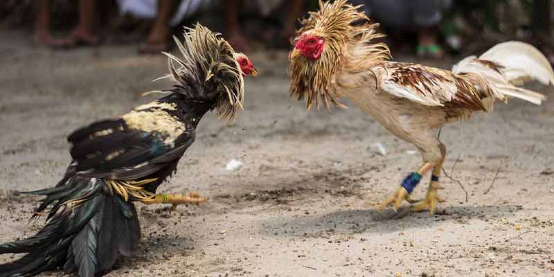 Composition and Classification of Roosters