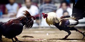 Conditioning For Cockfighting - The Secret To Training