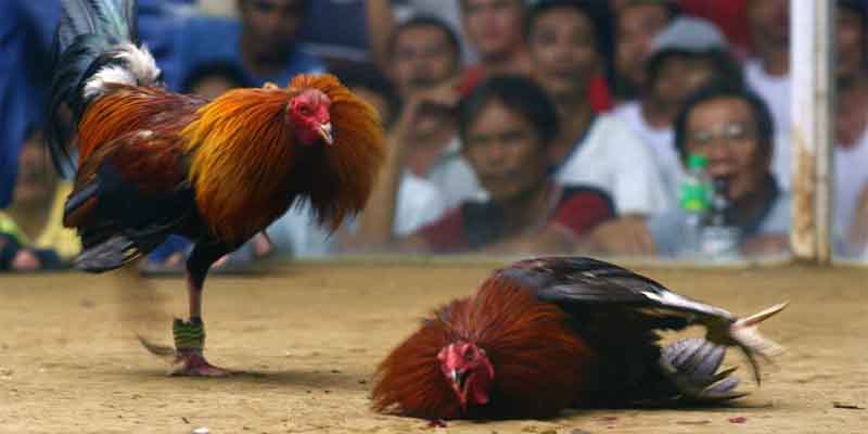 Introducing the Importance of Conditioning for Cockfighting