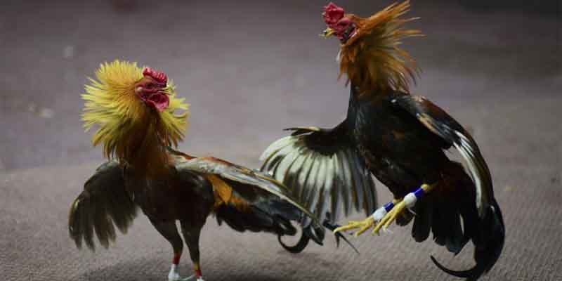 How to Participate in Laws on Cockfighting Legally and Safely