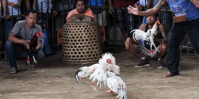 Benefits of Playing Online Cockfighting